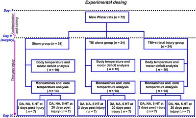 Traumatic brain injury extending to the striatum alters autonomic thermoregulation and hypothalamic monoamines in recovering rats